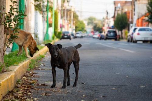 A propósito del Día del Perro; impulsa Congreso mexiquense cuidado y bienestar animal